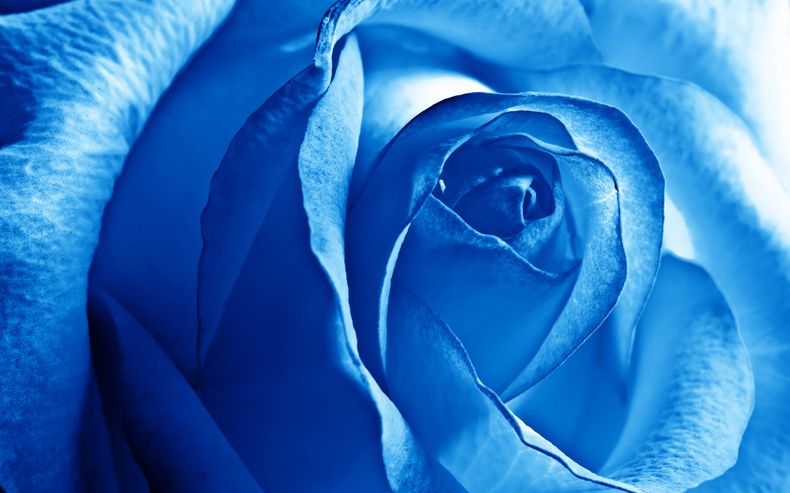 Blue Rose8230214916